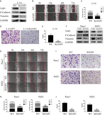 Yap1-2 Isoform Is the Primary Mediator in TGF-β1 Induced EMT in Pancreatic Cancer